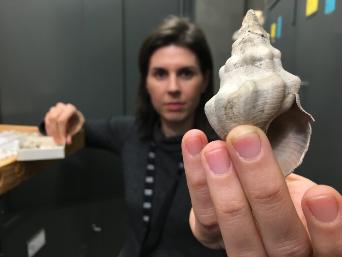 Jann Vendetti holding the shell of a snail known as "Kelletia kelletii." It's from Southern California during the Pleistocene era.