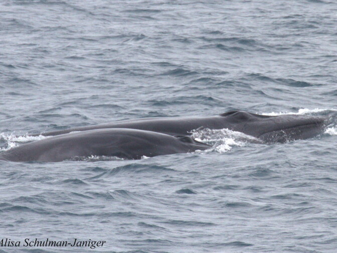 Sightings of Bryde's whales have rarely been made off the California coast. In 2014, four separate individuals were seen.