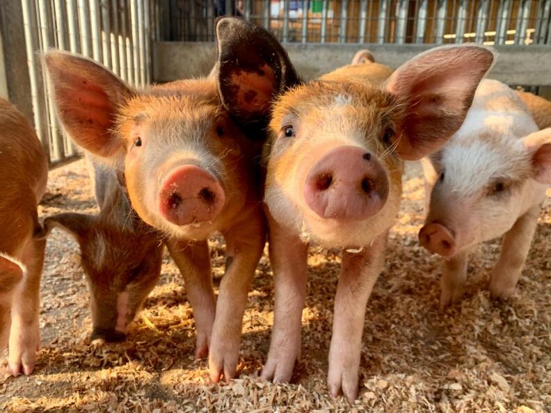 piglets