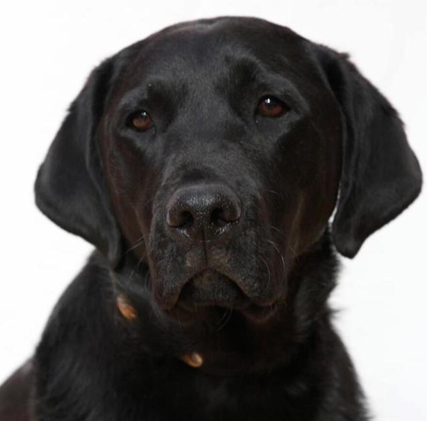 major_crime_dog.jpg