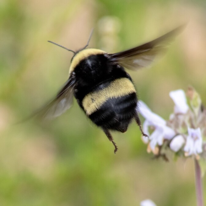 A bumble bee flying next to a plant.