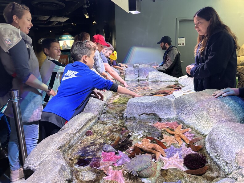 A group of boys reach out with their hands to touch colorful sea starts at an aquarium