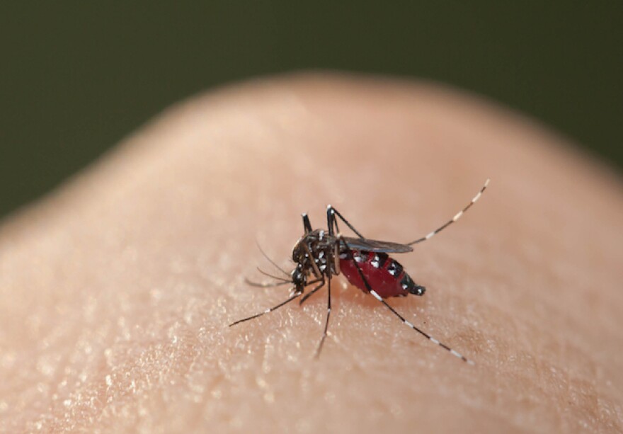 aedes_mosquito.jpg