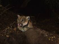 Mountain lion P-22 eating a mule deer.