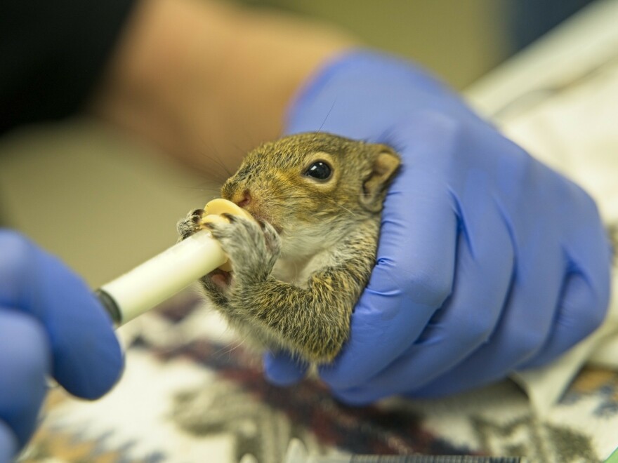 A volunteer at City Wildlife in Washington, D.C., feeds a baby squirrel with formula. The center helps rehabilitate animals that are injured or orphaned.