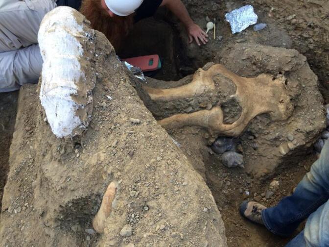 A rare mammoth fossil is excavated at Channel Islands National Park.