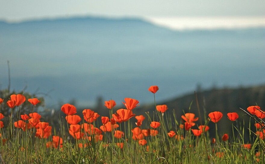 los-padres-national-forest.jpg