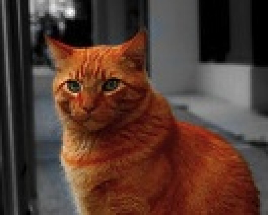 la-animal-services-gm.jpg