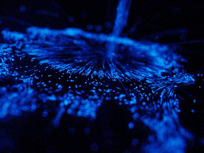 Bioluminescent algae.
