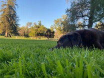 A black dog keeps cool in a verdant park