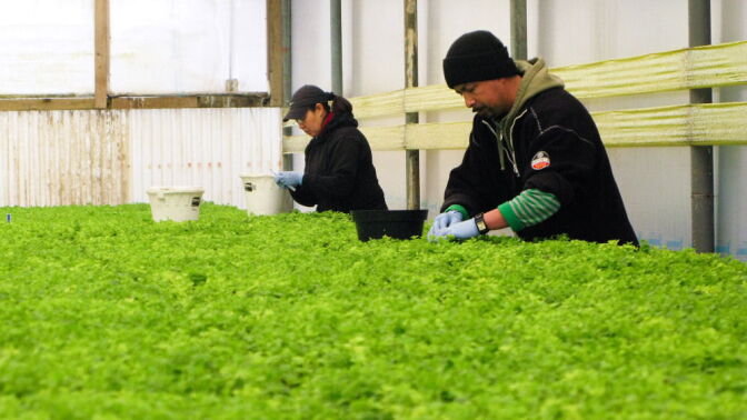 The S&W Seed Co., in Five Points, Calif., will grow these seedlings of zero-calorie stevia in the fields of California's Central Valley.
