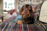 A dog stares into the camera while resting on a couch