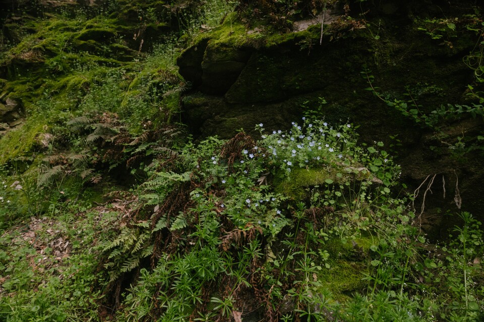 A rock wall full of moss, ferns, and blue wildflowers. 