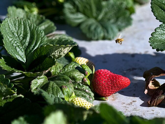 Terry Farms Inc., also known as Terry Berries, produces 240 acres of strawberries each year. Each acre in the fields hold up to 30,000 strawberry plants.