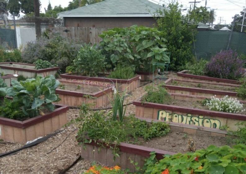 Several garden plots with plants and flowers, with a home and fence in the background.