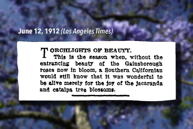 An 1912 excerpt from the L.A. Times reads: "Torchlights of beauty. This is the season when, without the entrancing beauty of the Gainsborough roses now in bloom, a Southern Californian would still know that it was wonderful to be alive merely for the the joy and catalpa tree blossoms."