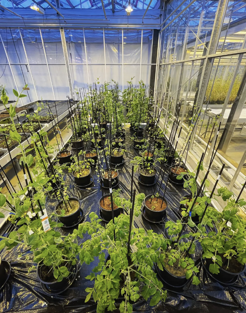 A greenhouse full of plants, viewed slightly from above.