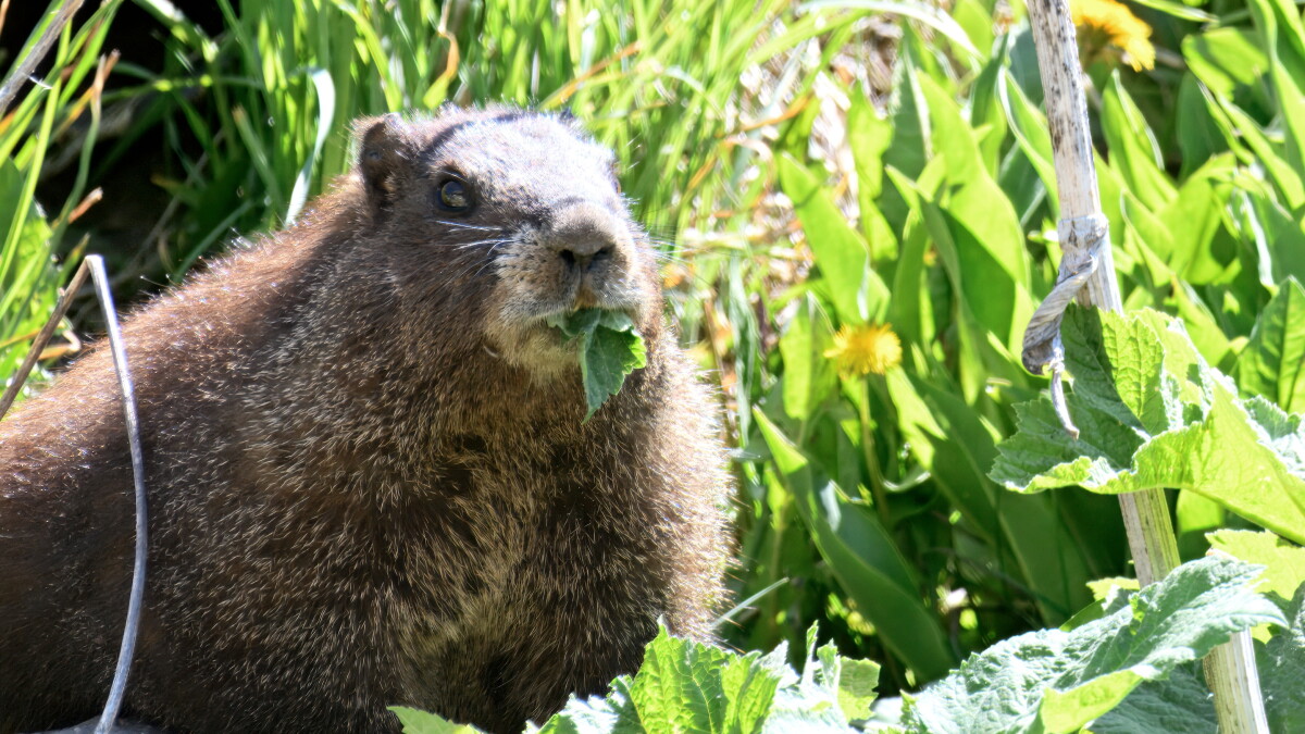 Photograph accompanying A 64-year marmot record lost two-thirds of its colony, and now runs on a popularity vote