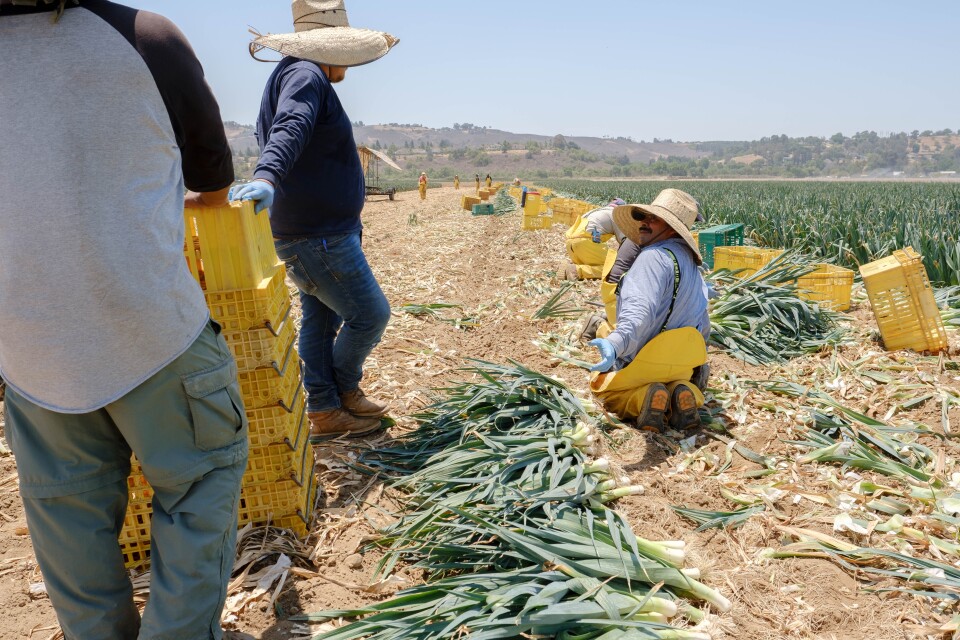 A picture of farmworkers speaking to one another while harvesting leeks in an open field in Moorpark, CA.