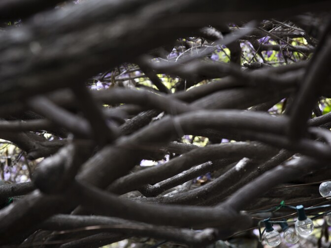 The vines reach from the front of Nel Solt's property into the backyard and over a fence into her neighbor's backyard. The Wisteria Festival is free to the public on Sunday, March 16, 2014.