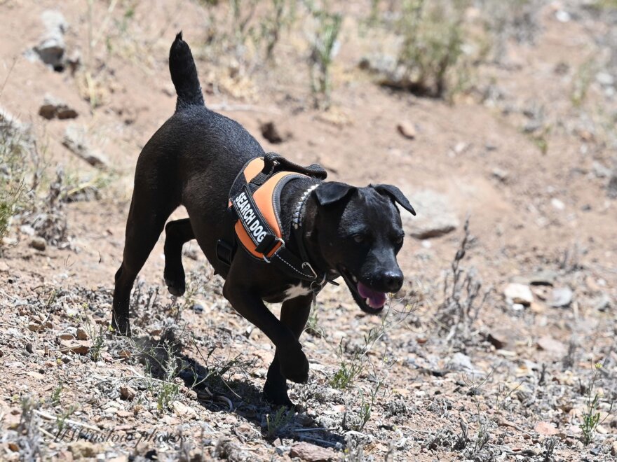 a black dog wearing a harness that says "search dog"