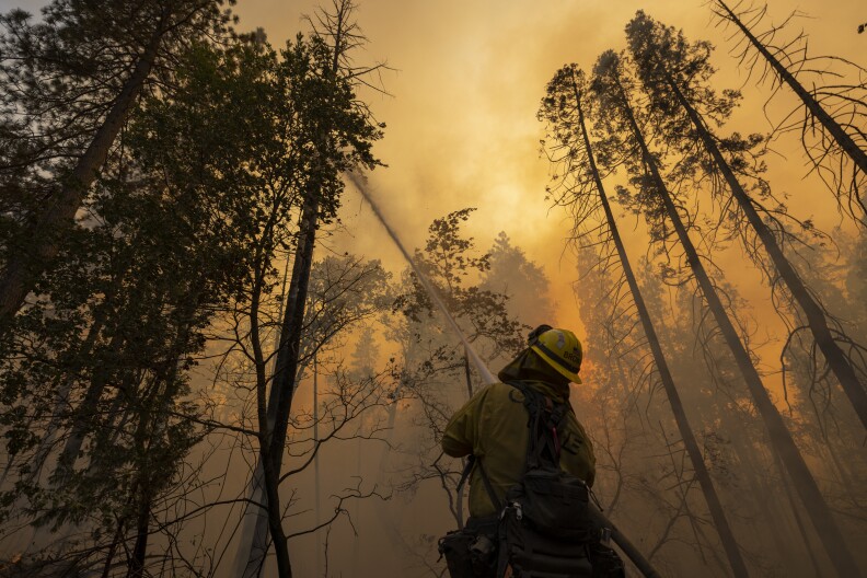 Firefighter spraying water on trees.