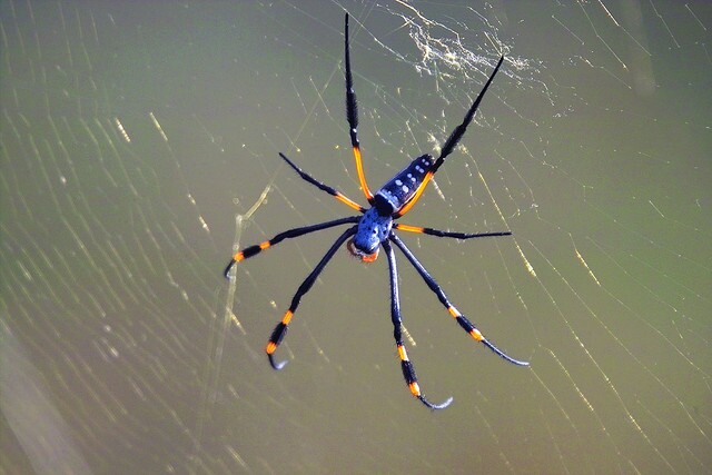 Golden-Orb Spider (Nephila pilipes)