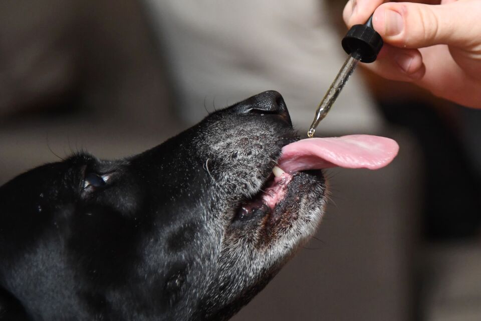 Brett Hartmann gives his dog, Cayley, a six-year-old-Labrador Retriever, drops of a cannabis-based medicinal tincture to treat hip pain and anxiety on June 8, 2017 at his home in Los Angeles, California.