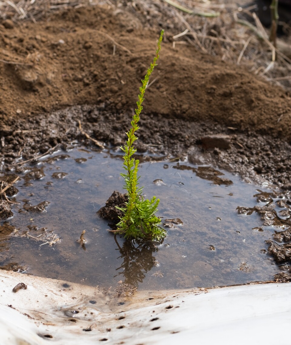 A plant in dirt stands in a small puddle of water.
