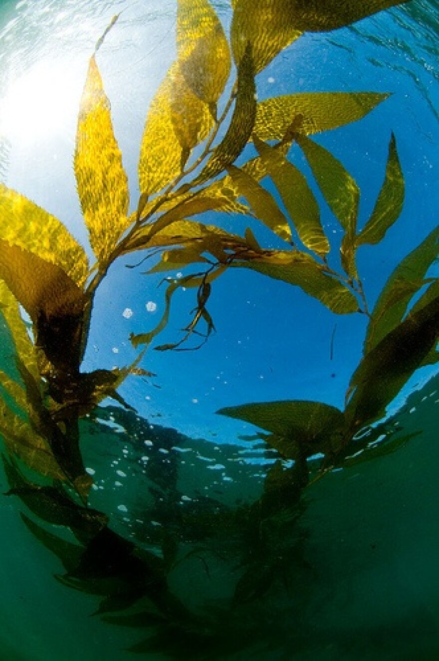 kelp.jpg