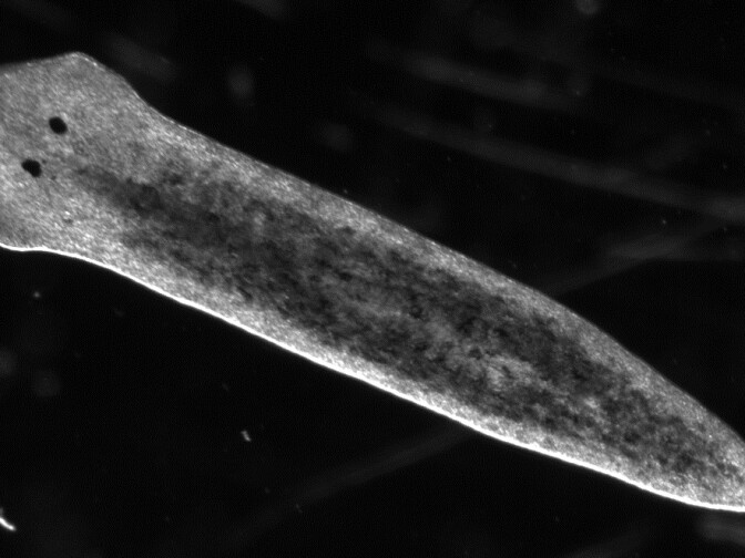 Asexual Dugesia japonica are freshwater planarians of a few millimeters in length that reproduce by splitting in two.