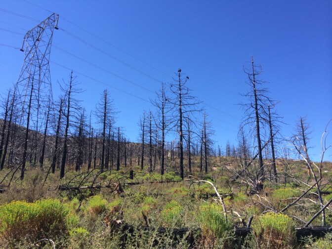 Burned coulter pines stand among new growth in the Angeles National Forest.