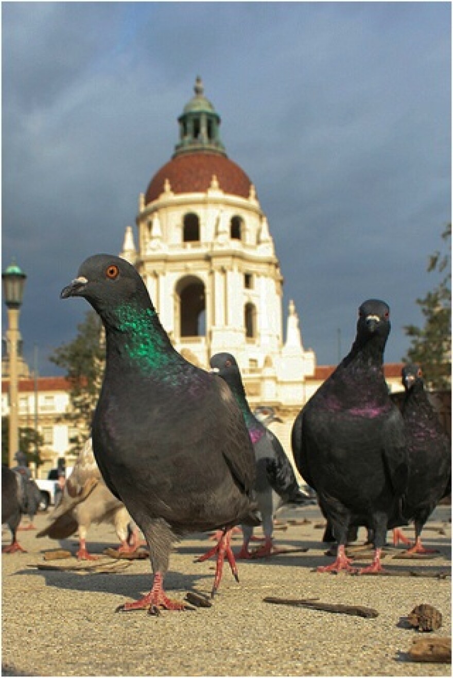 pasadena.jpg