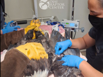 An eagle is being held on an exam table with one person wearing yellow gloves outside of the frame. Another person wearing a facemask is examining the eagle's wing.