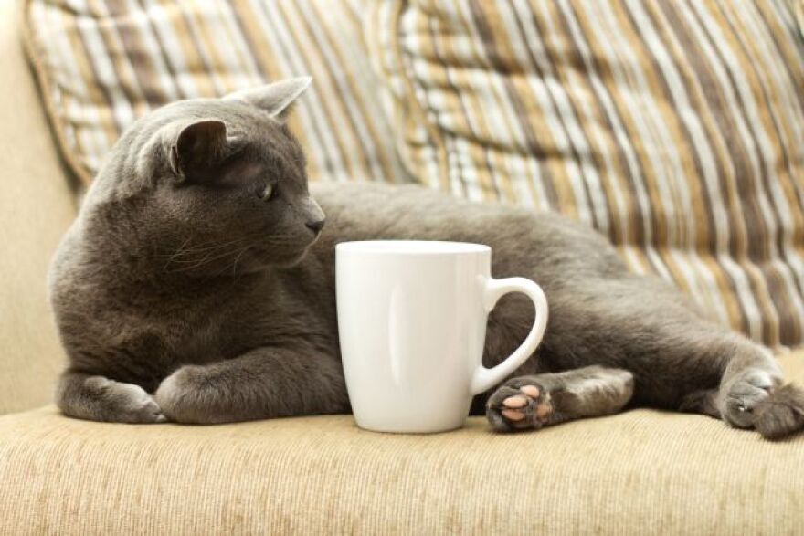 cattea.jpg