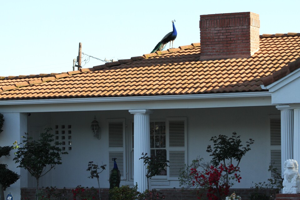 A peacock with his tail folded behind him stands on the roof of a house. 