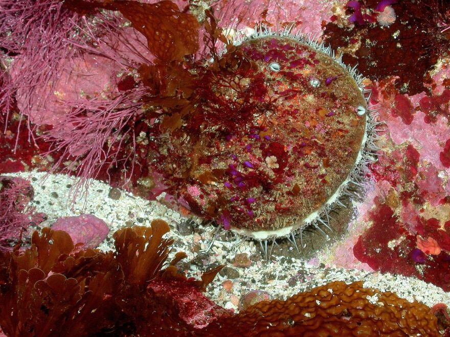 White abalone has been protected federally and in California for more than a decade, but it's still not recovering. 