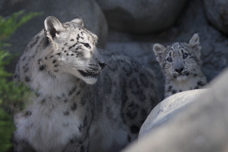 An adult snow leopard turns it's head toward a cub. The big cats have light coats with dark spots.