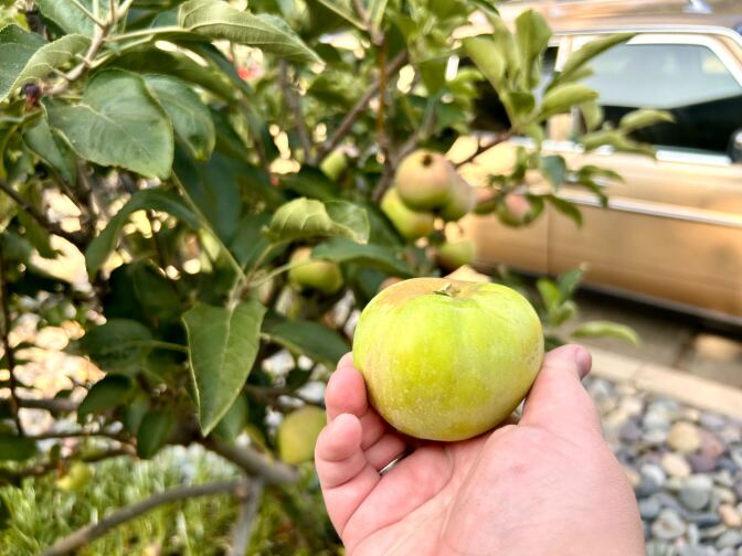 A close up of a freshly picked small green apple along the sidewalk.