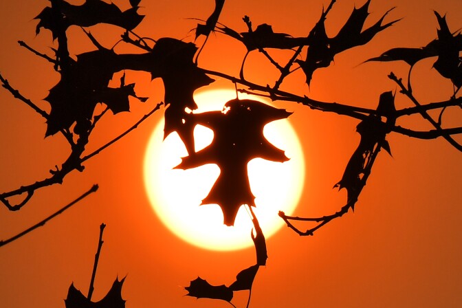A picture taken on October 16, 2017 in Le Gavre, western France, shows oak leaves silhouetted in the autumn sun.