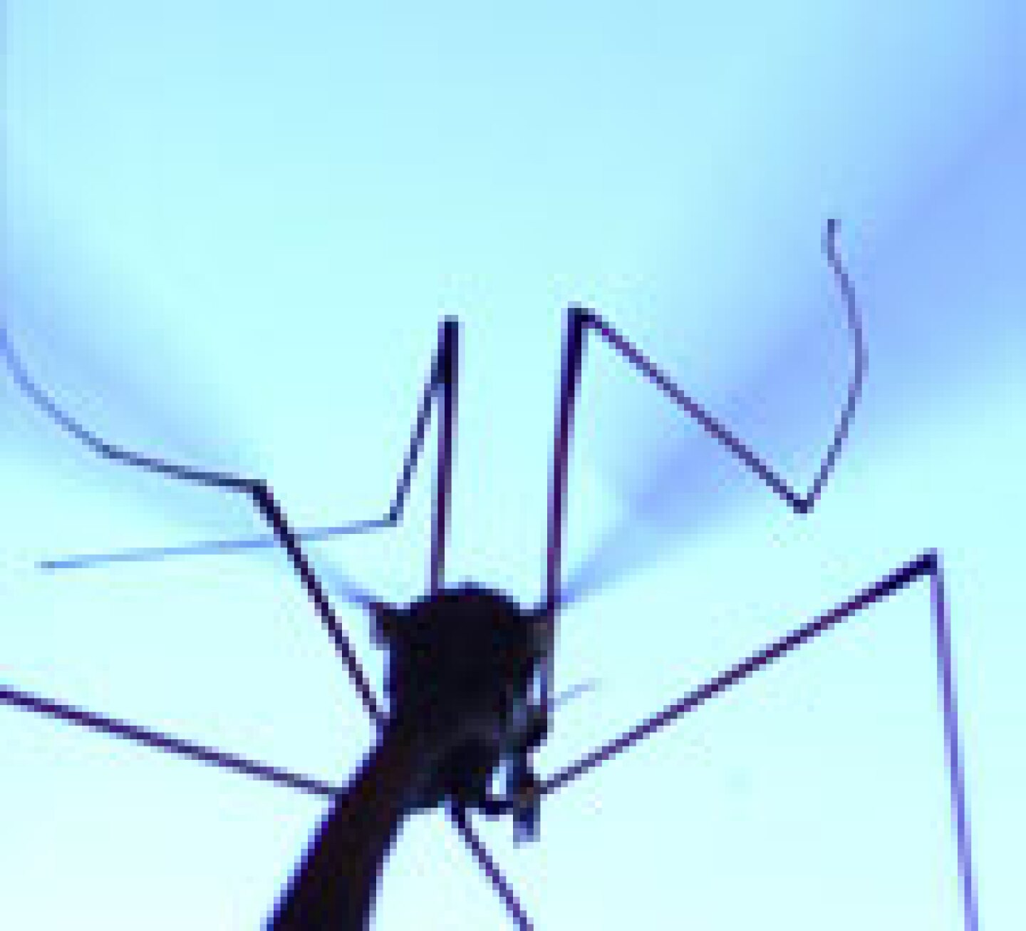 westnilevirus-av.jpg