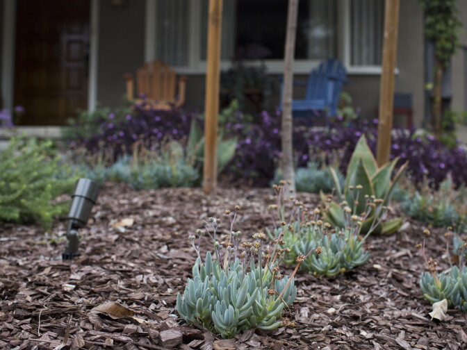 The turf outside this Pasadena home was transformed into a drought-friendly yard using the Metropolitan Water District's Cash for Grass program in October 2014. The $450 million water conservation program has now ran out of money.