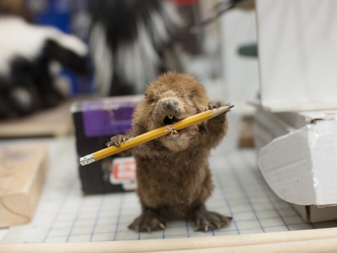 A pencil holder at the Natural History Museum in Los Angeles.