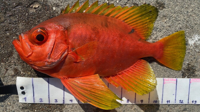 A bright red fish with yellow fin edges lies on pavement next to a measuring tape.