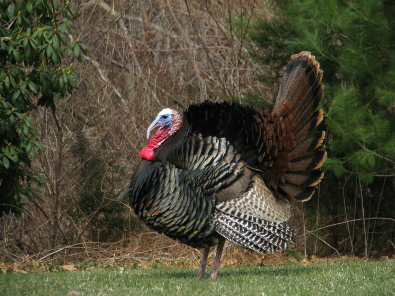 A live turkey stands on patch of green grass against an outdoor wooded background.