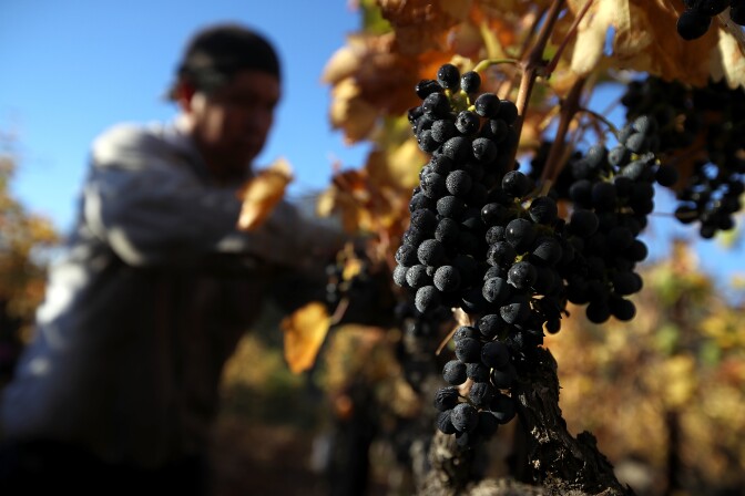 KENWOOD, CA - OCTOBER 25:  A field worker with Palo Alto Vineyard Management picks Syrah grapes during a harvest operation on October 25, 2017 in Kenwood, California. Over two weeks after deadly wildfires ripped through Sonoma and Napa counties, wineries are continuing to harvest wine grapes after being unable to during the fires. Many vineyards suffered fire and smoke damage and several wineries were destroyed.  (Photo by Justin Sullivan/Getty Images)