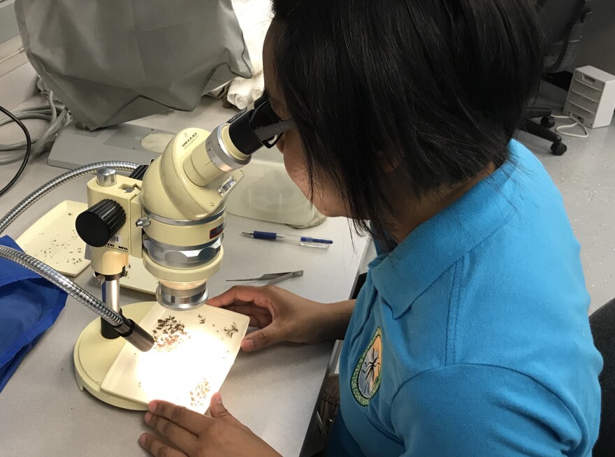 Sokanary Sun, lab technician for the Orange County Mosquito and Vector Control District, examines mosquitoes collected in traps. For the first time since 2010, the district will spray several urban wetland areas to eliminate mosquito larvae that have more than doubled following the wet winter. 