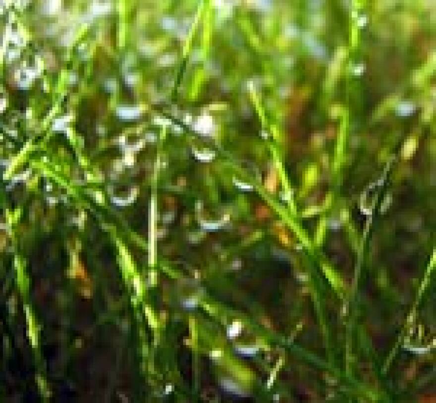 Water_Lawn.jpg