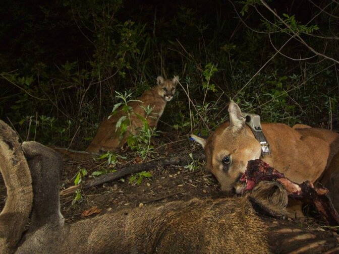 National Park Service: "Mom works on the mule deer carcass while the unmarked kitten looks on."