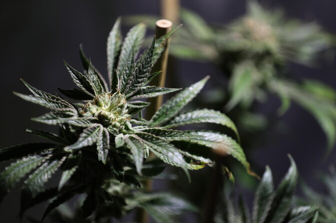 OAKLAND, CA - JUNE 22:  A marijuana plant is displayed during the 2016 Cannabis Business Summit & Expo  on June 22, 2016 in Oakland, California. Policy makers and innovators gathered for the three-day long Cannabis Business Summit & Expo.  (Photo by Justin Sullivan/Getty Images)